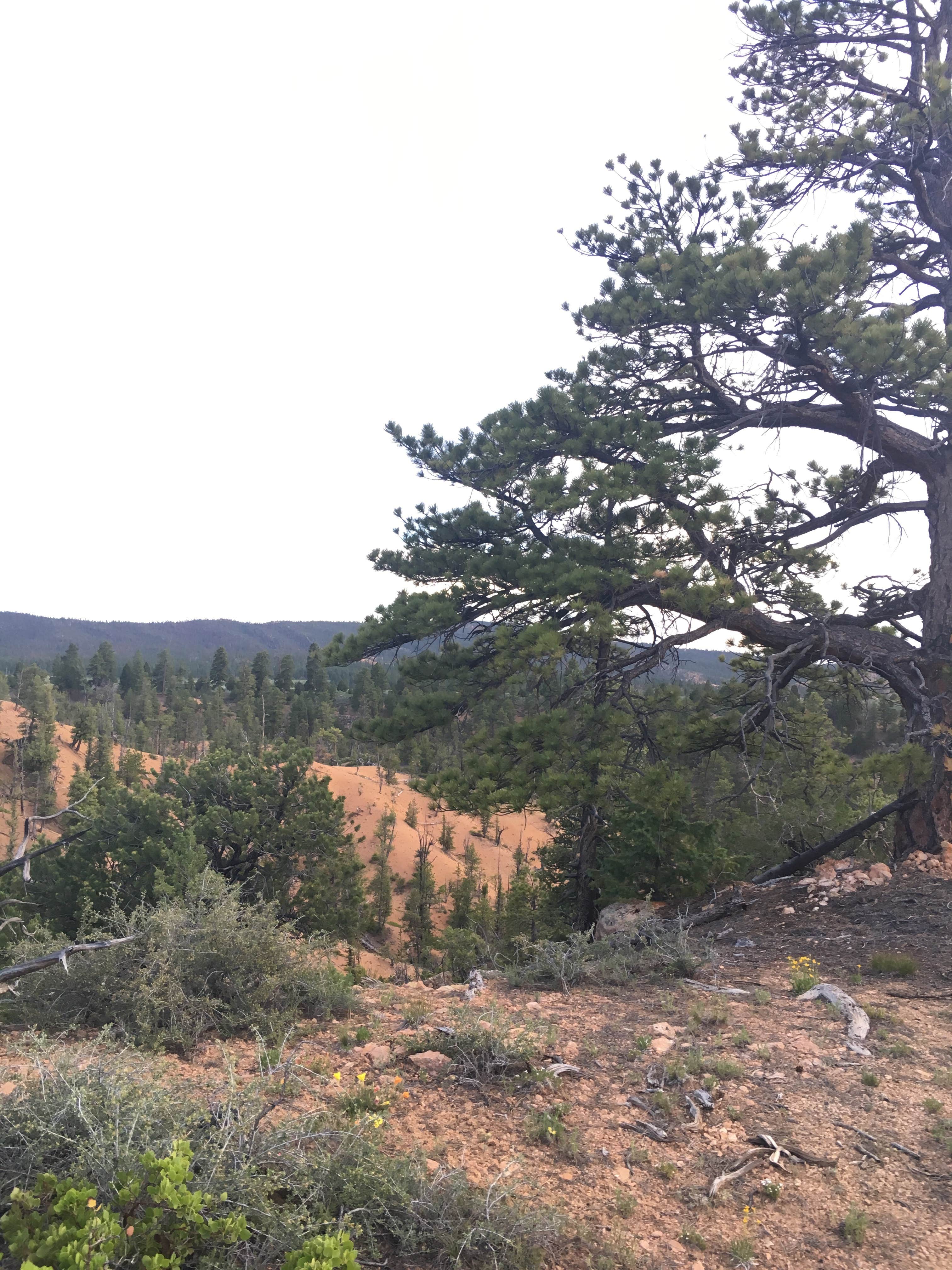 Camper-submitted photo at FS #117 Rd Dispersed Camping near Bryce Canyon National Park