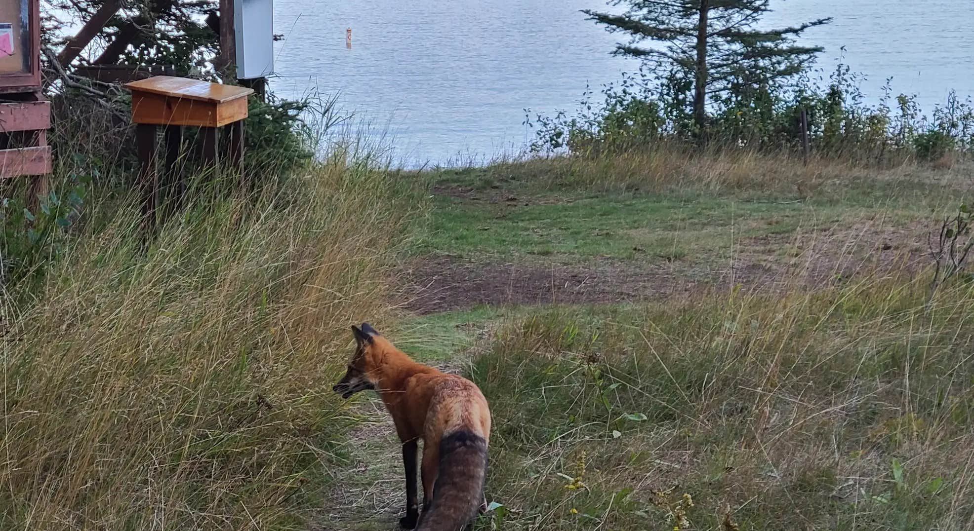 Fox on Trail Near Daisy Farm Campground in Isle Royale National Park