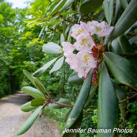 Access road to Tawney Farm highlighted by blooming rhododendron.