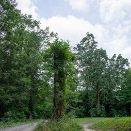 When you see this tree in the middle of the road, you're almost there.