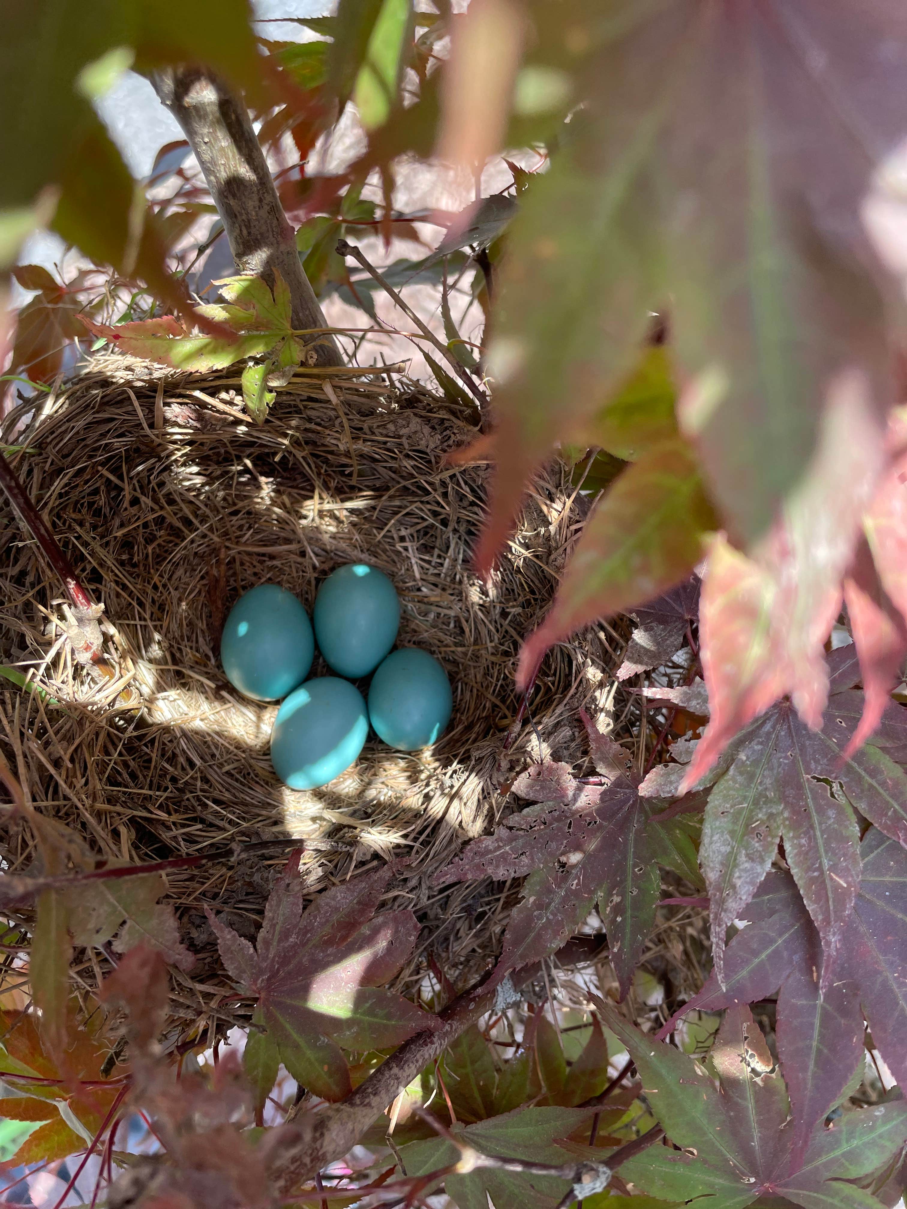 Camper-submitted photo at Peachtree Cove RV Park near Farner, TN