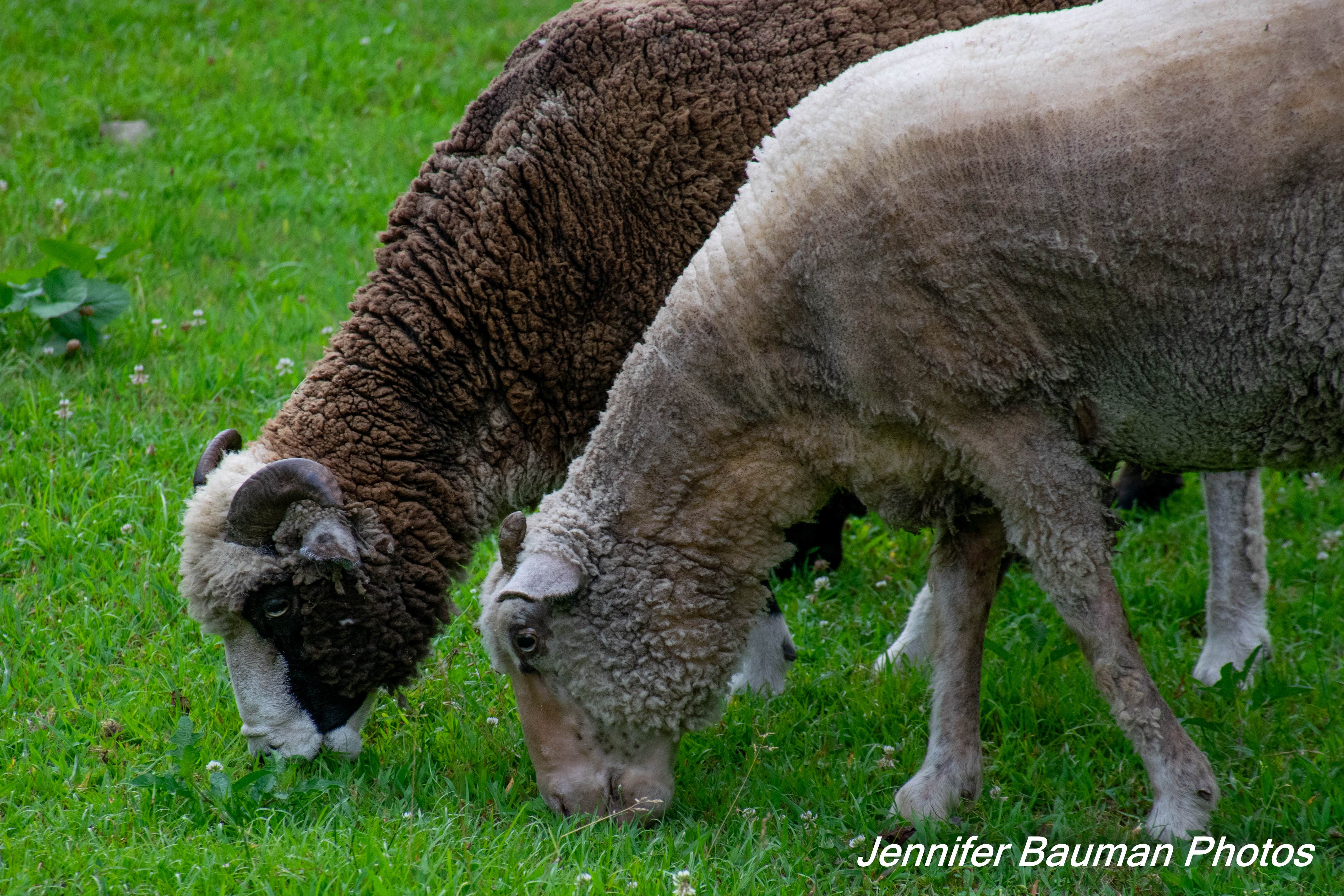 Camper-submitted photo at Tawney Farm near Summersville Lake
