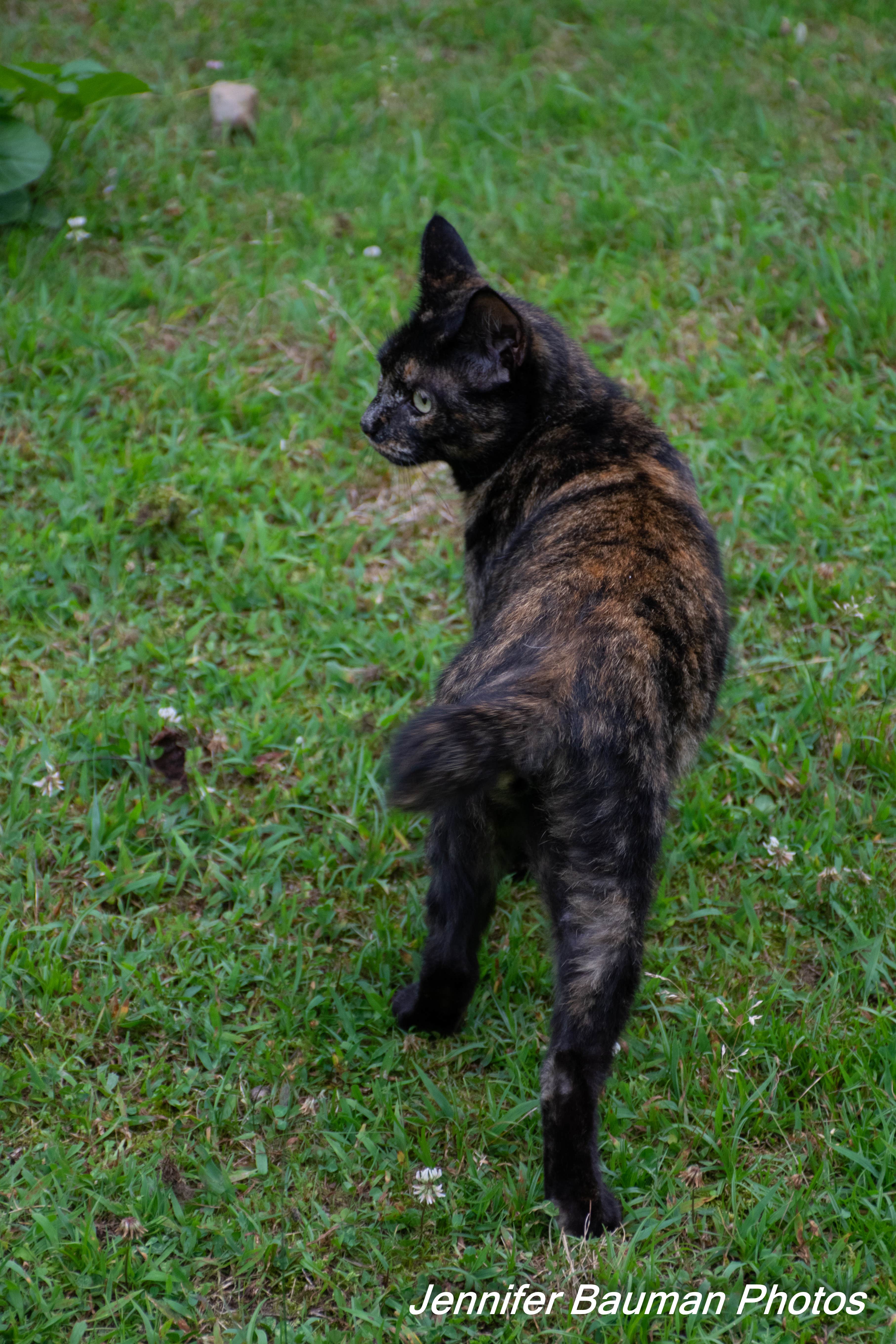 Jennifer B.'s photo of camping with pets at Tawney Farm near New River Gorge National River