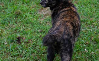 Jennifer B.'s photo of camping with pets at Tawney Farm in West Virginia