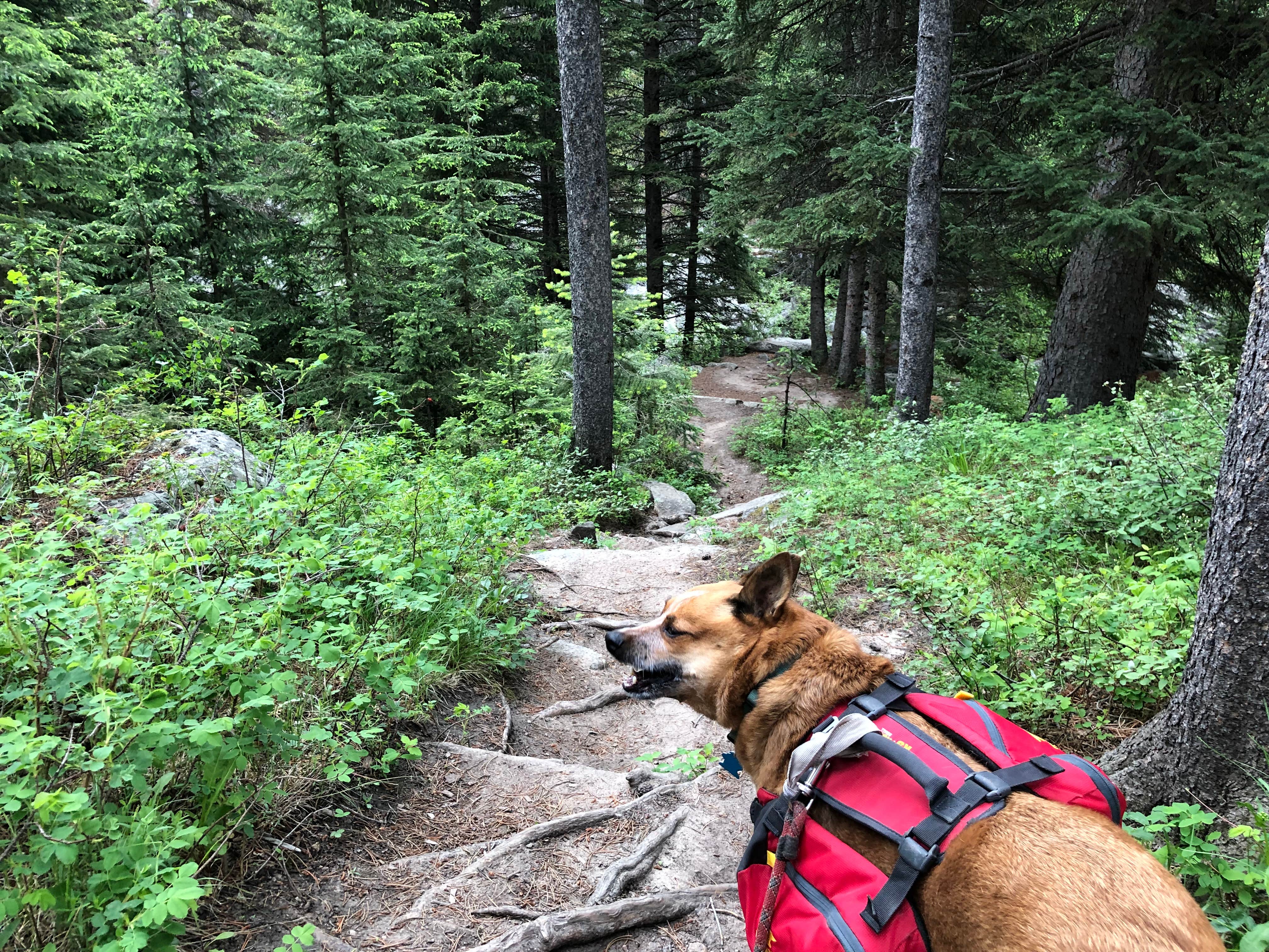 Camper-submitted photo at Crazy Woman Canyon Road - dispersed camping near Saddlestring, WY