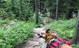 Art S.'s photo of camping with pets at Crazy Woman Canyon Road - dispersed camping near Bighorn Canyon National Recreation Area