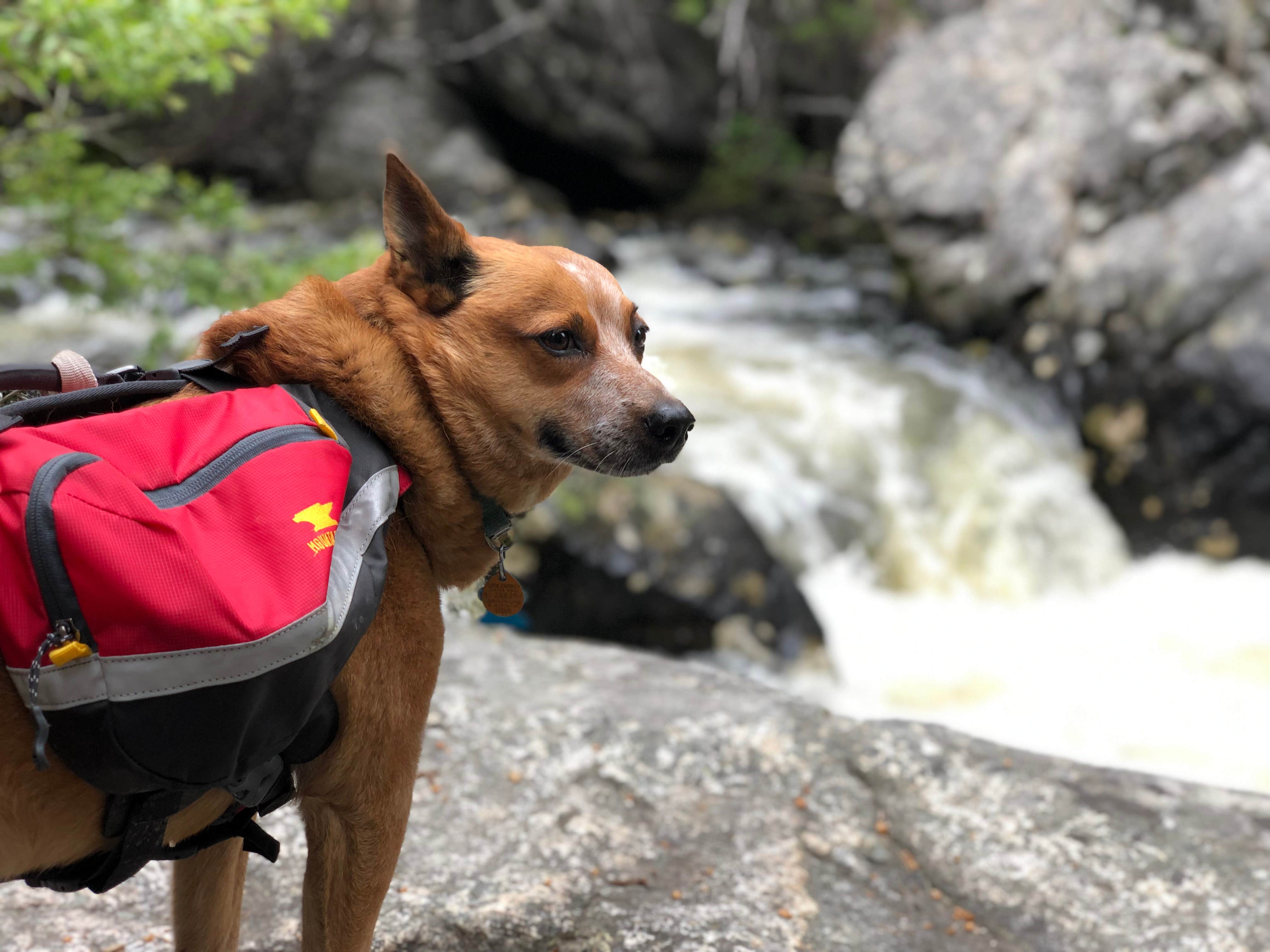 Camper-submitted photo at Crazy Woman Canyon Road - dispersed camping near Saddlestring, WY