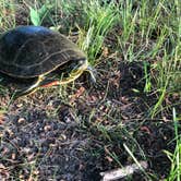 Review photo of Leech Lake Recreation Area & Campground by Allison  K., July 3, 2019