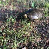 Review photo of Leech Lake Recreation Area & Campground by Allison  K., July 3, 2019