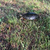 Review photo of Leech Lake Recreation Area & Campground by Allison  K., July 3, 2019