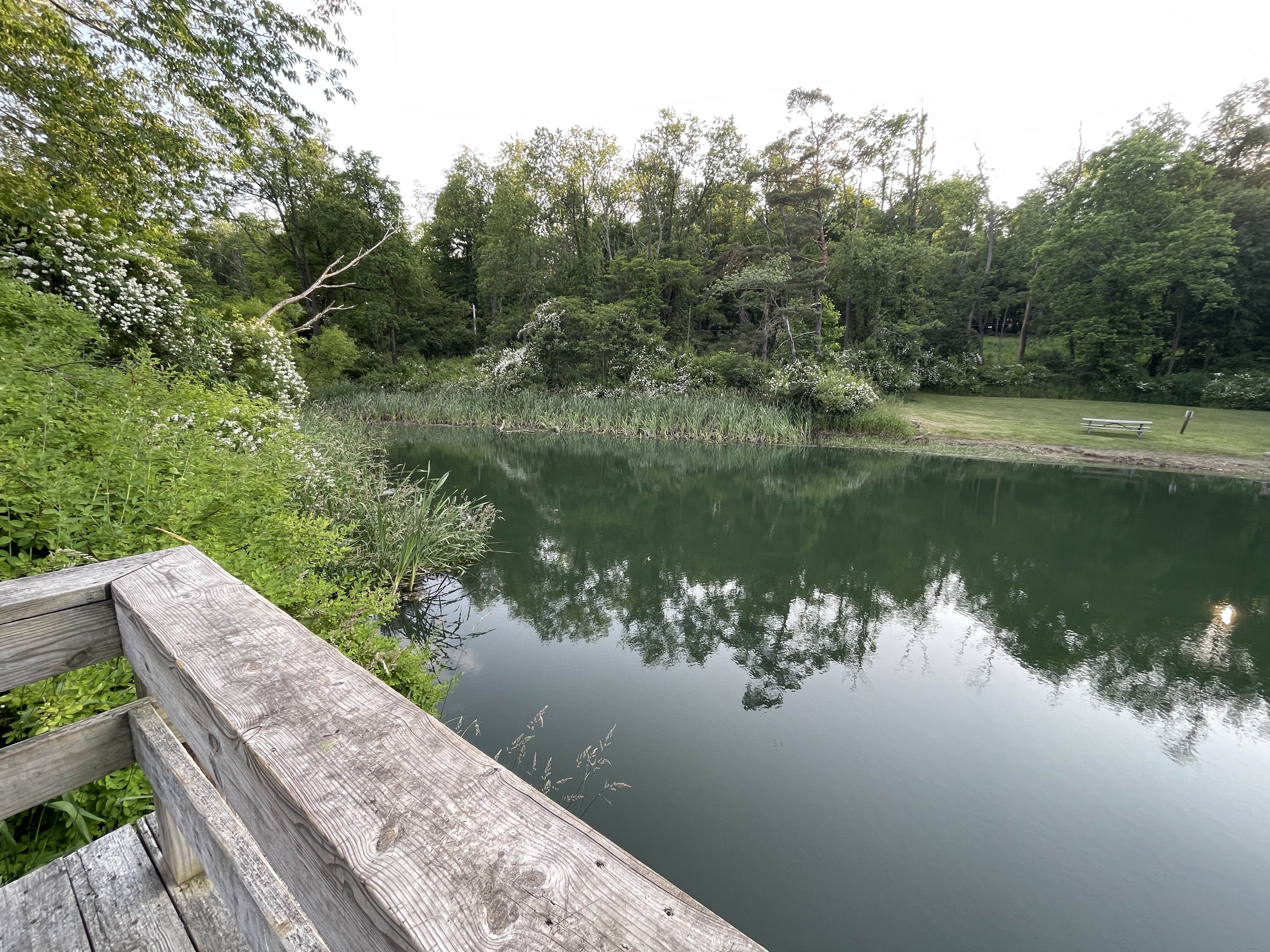 Camper submitted image from Robert W. Craig - Jennings Randolph Lake - 3