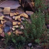 Review photo of Homolovi State Park Campground by Michael K., September 17, 2016