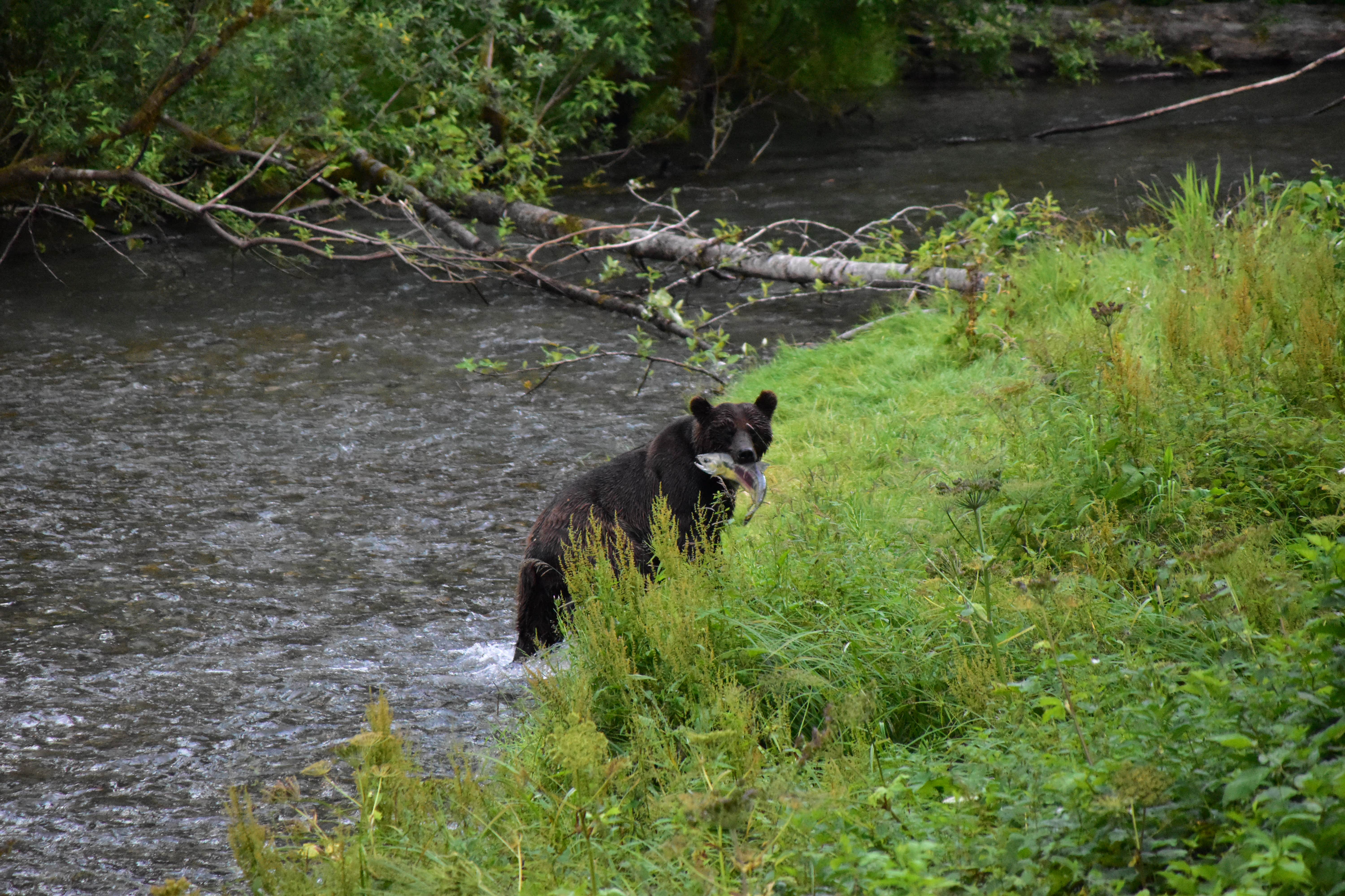 Camper-submitted photo at Eagle Shadow Campground near Hyder, AK