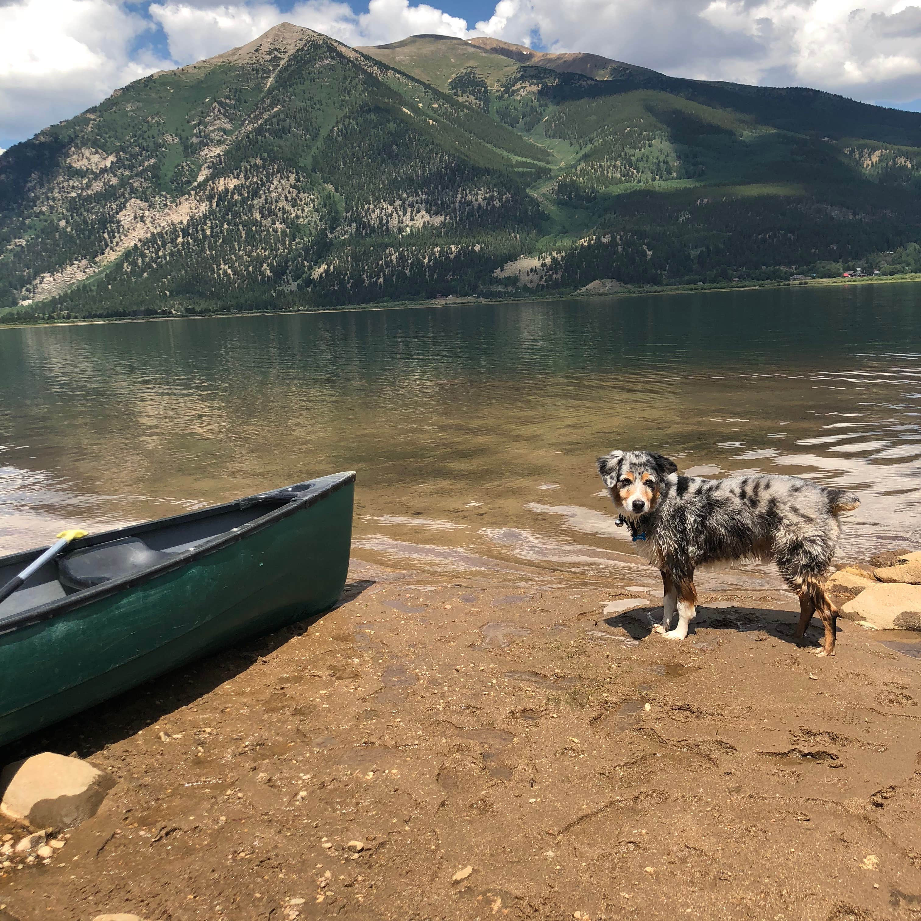 Anthony P.'s photo of camping with pets at Twin Lakes View Dispersed near Leadville, CO