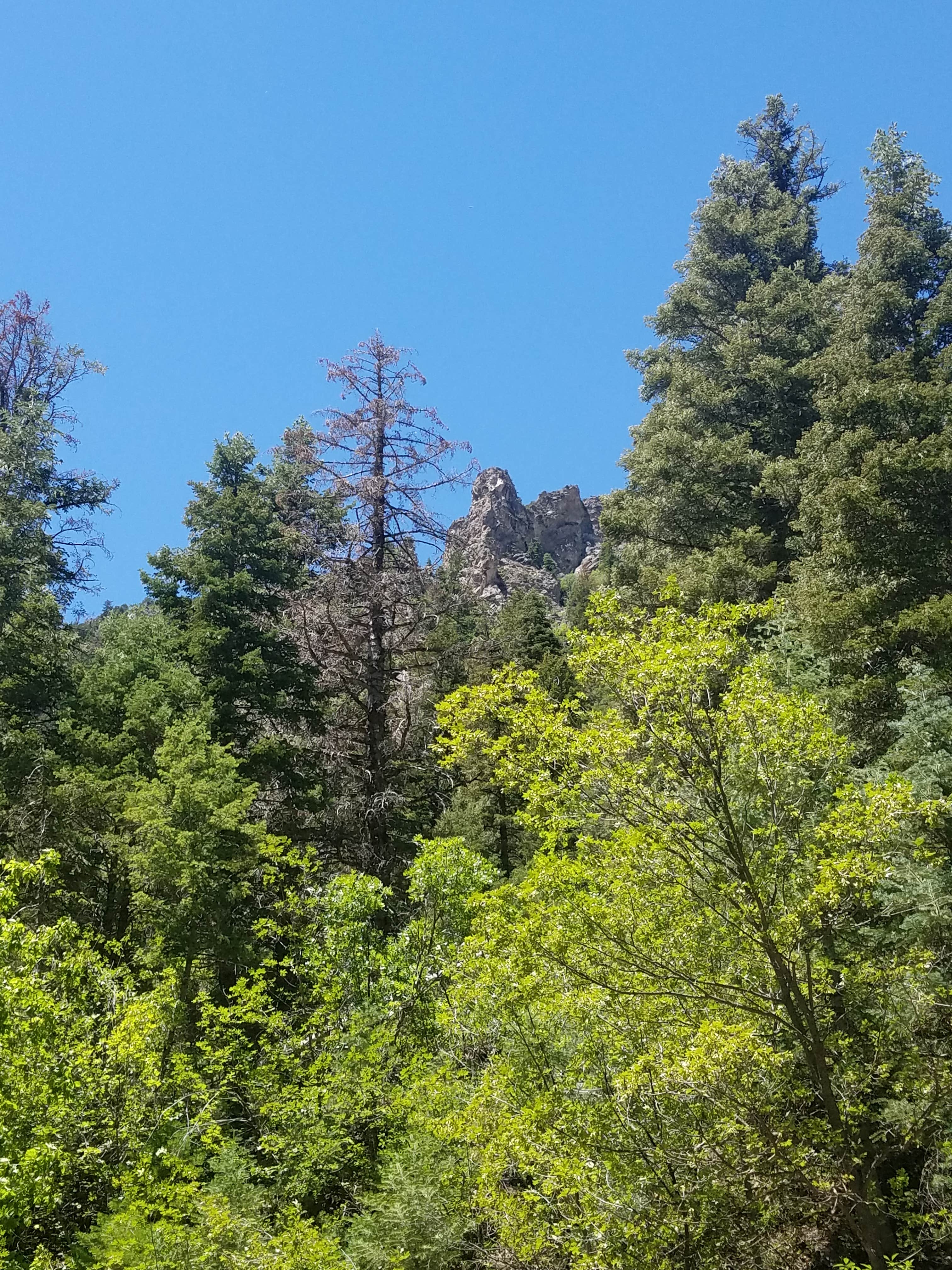 Nature