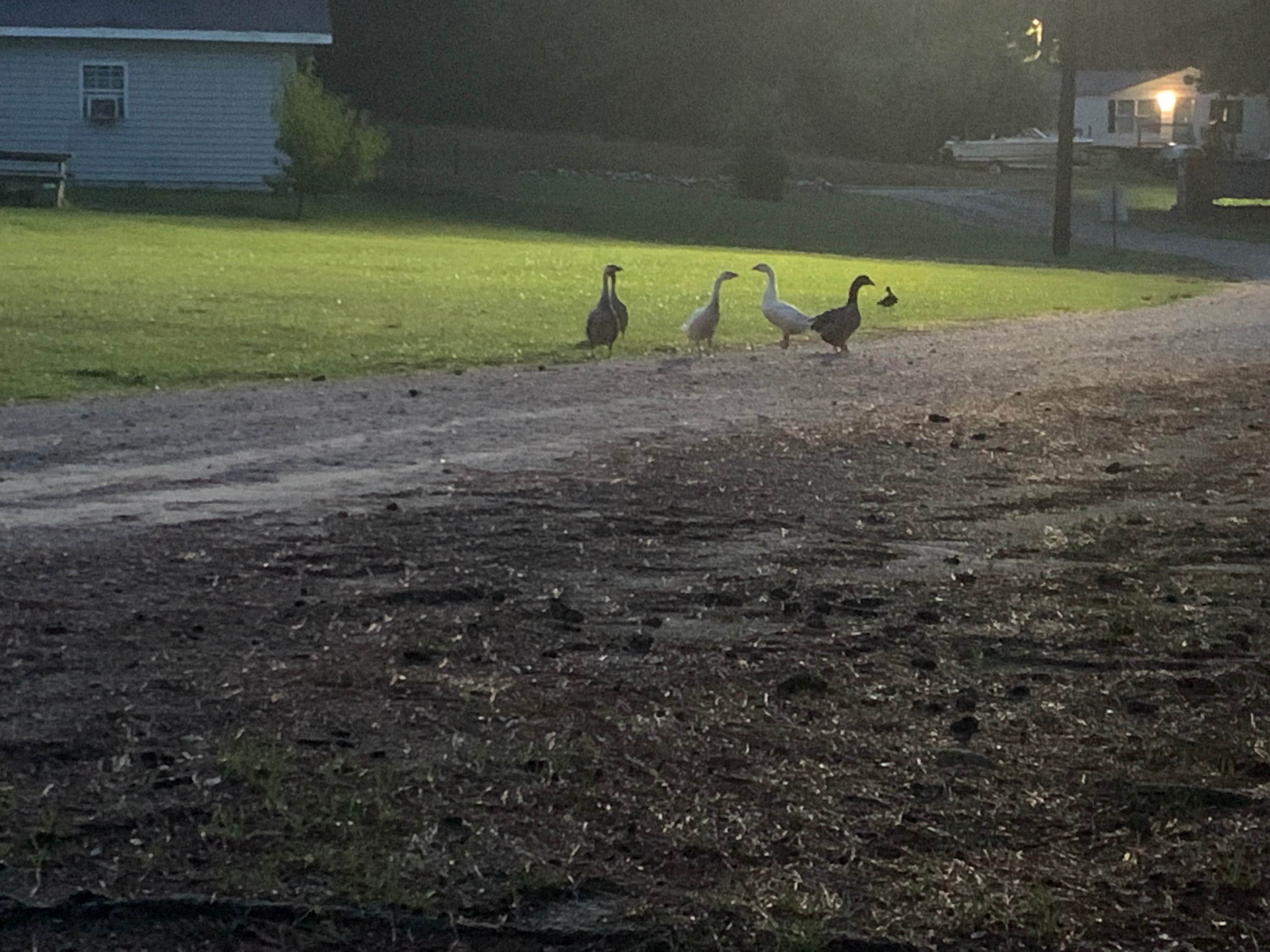 Camper submitted image from Cedar Pond Campground - 3