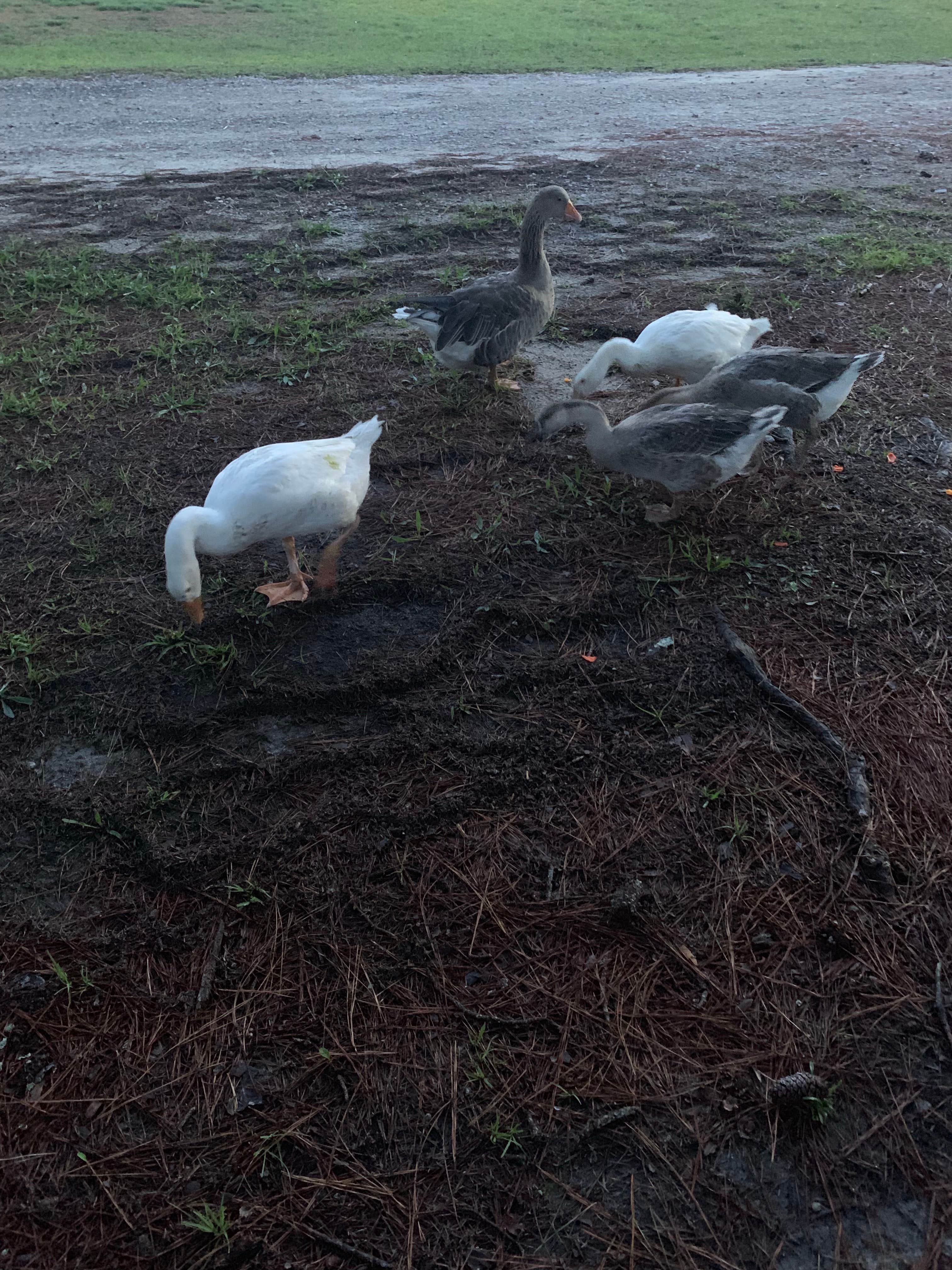 Camper-submitted photo at Cedar Pond Campground near Evans, GA