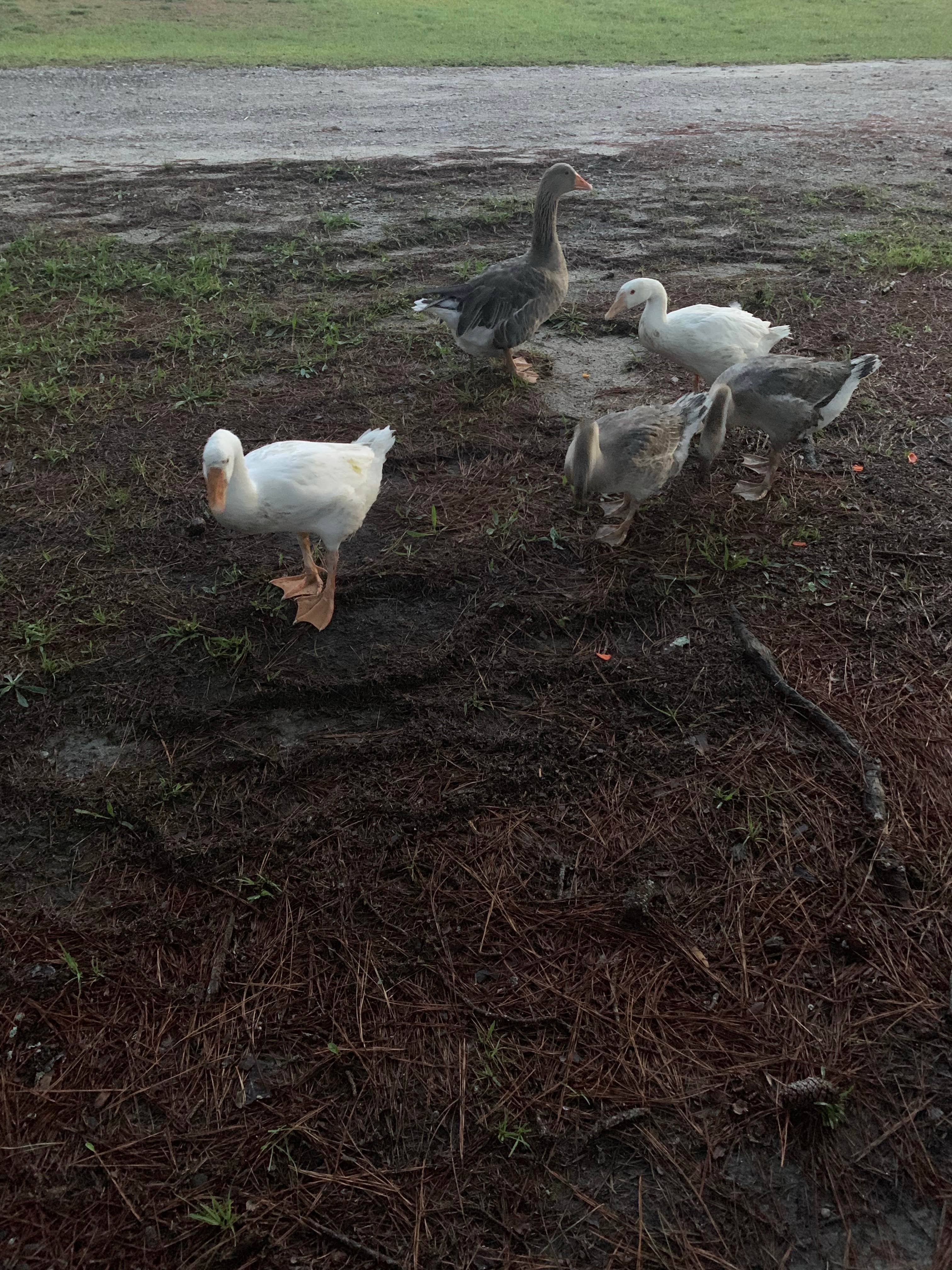 Camper-submitted photo at Cedar Pond Campground near Evans, GA