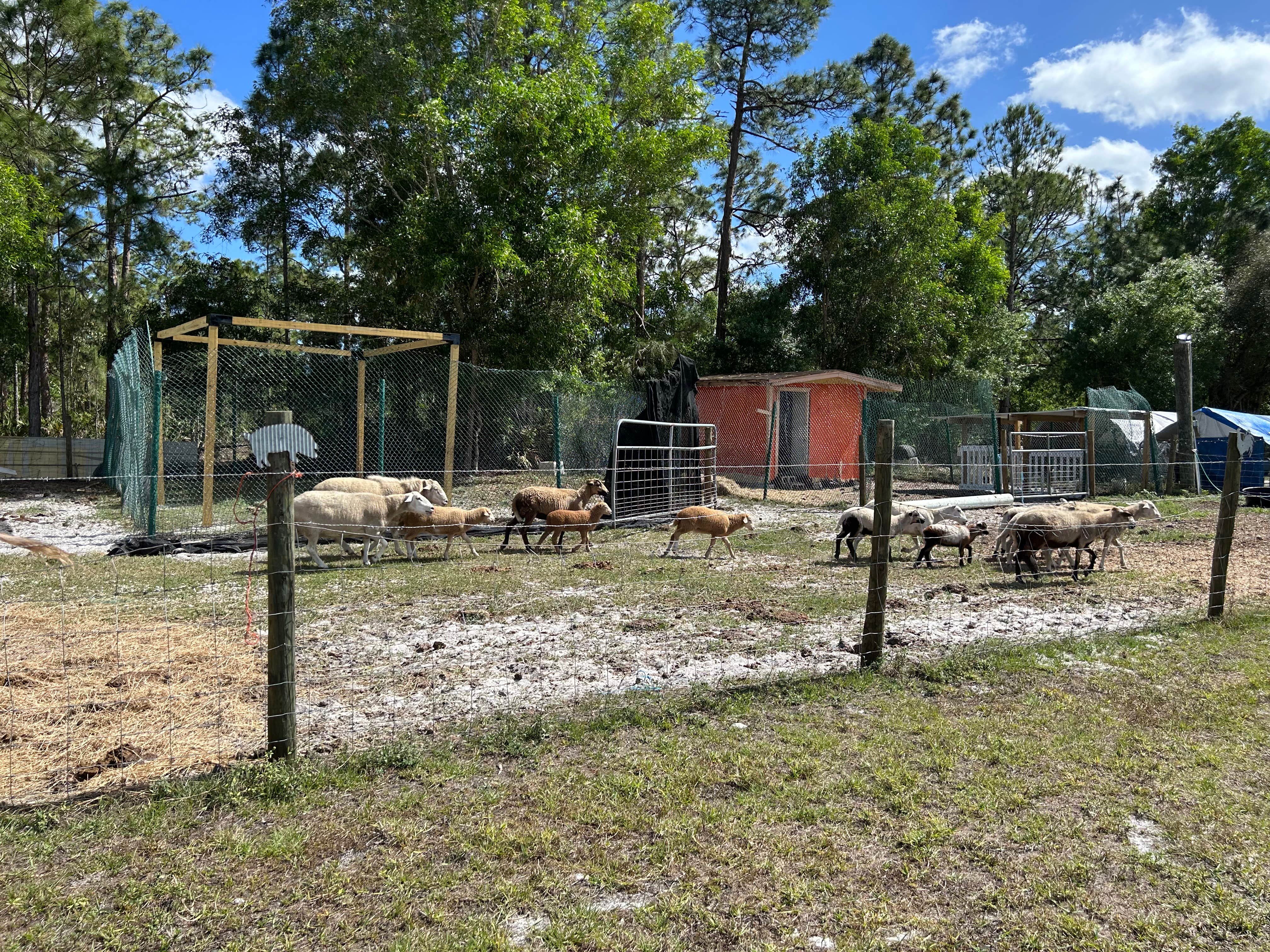Camper-submitted photo at Golden Gate Farm near Immokalee, FL