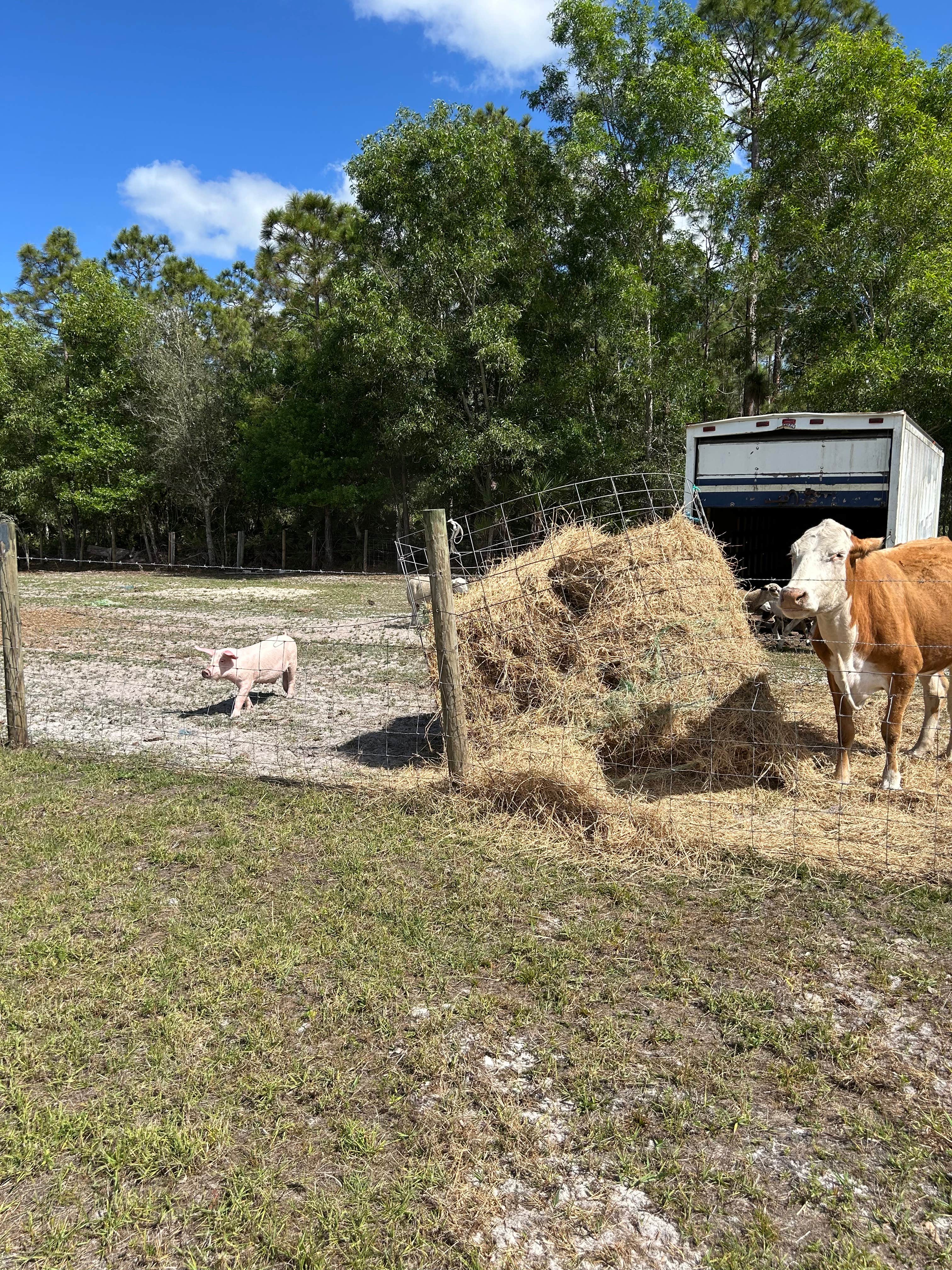 Camper-submitted photo at Golden Gate Farm near Immokalee, FL