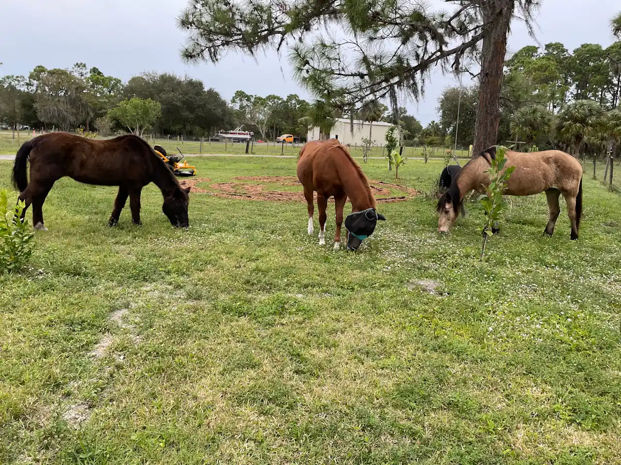Camper-submitted photo at Bell Oaks Ranch near Placida, FL
