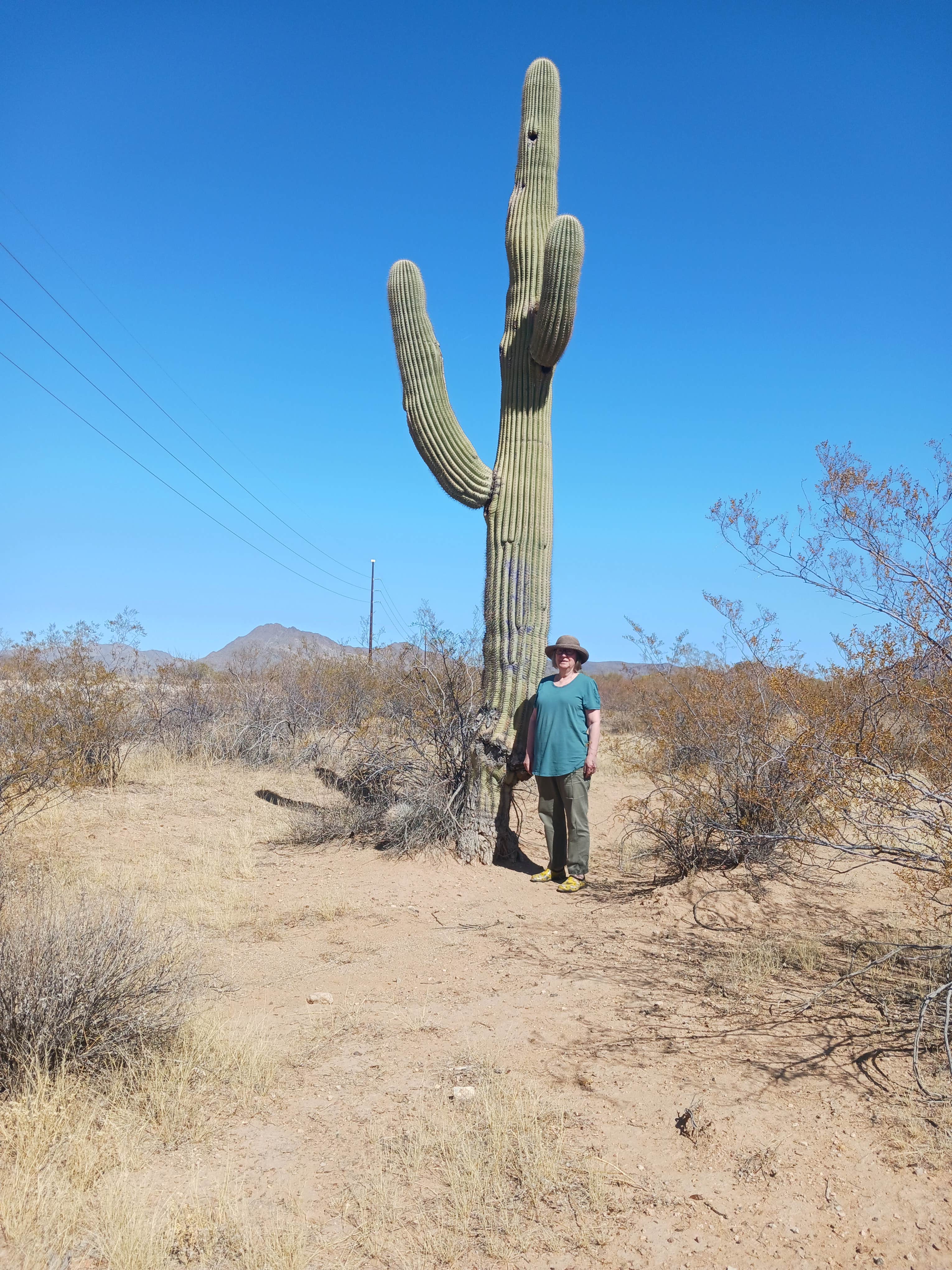 Camper submitted image from BLM off of W Valencia Rd | Wild Camping - 1