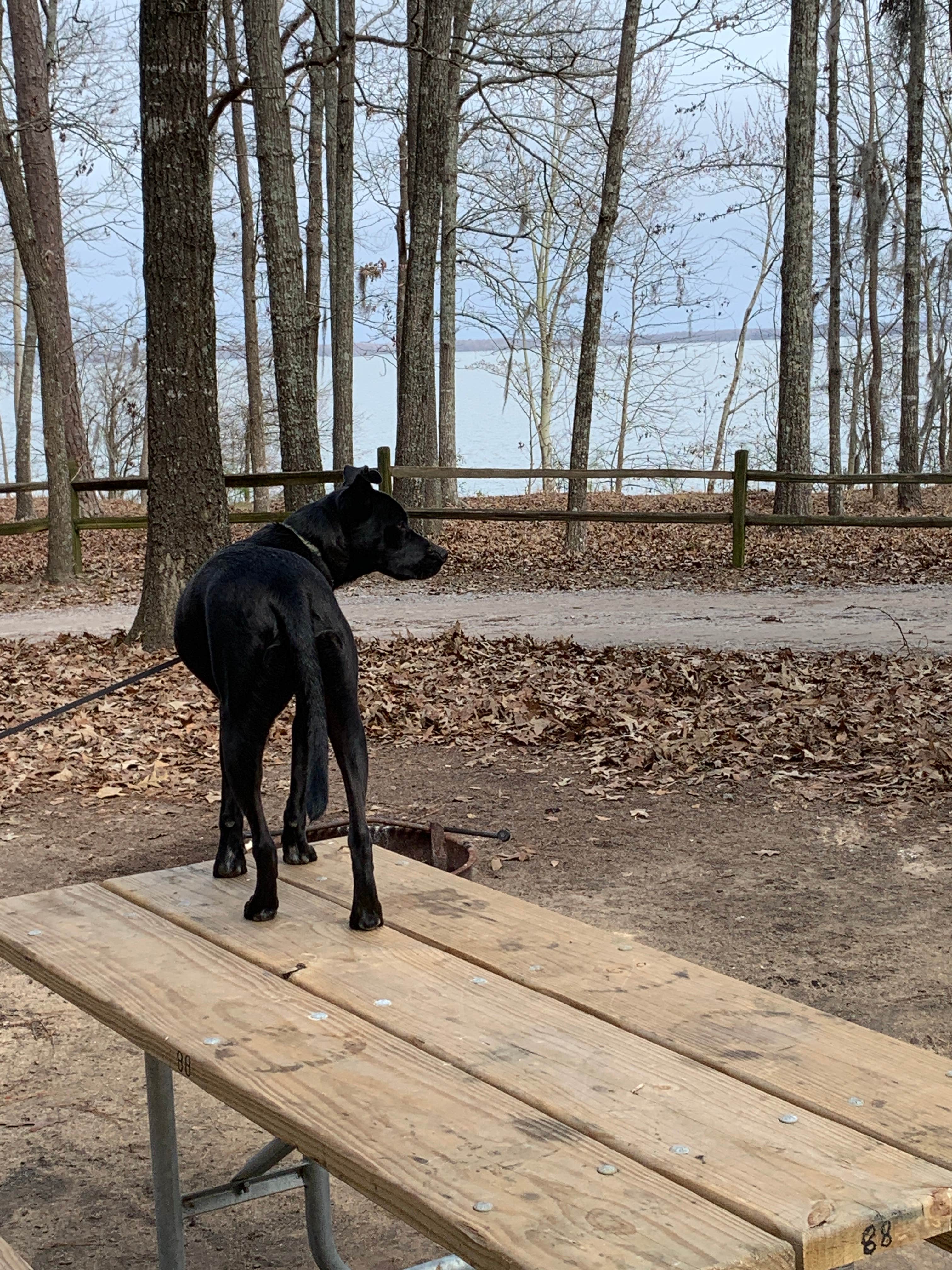 Camper-submitted photo at The Lakeshore Campground — Santee State Park near Sumter, SC
