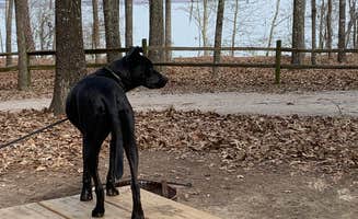 Alfred H.'s photo of camping with pets at The Lakeshore Campground — Santee State Park near Sumter, SC
