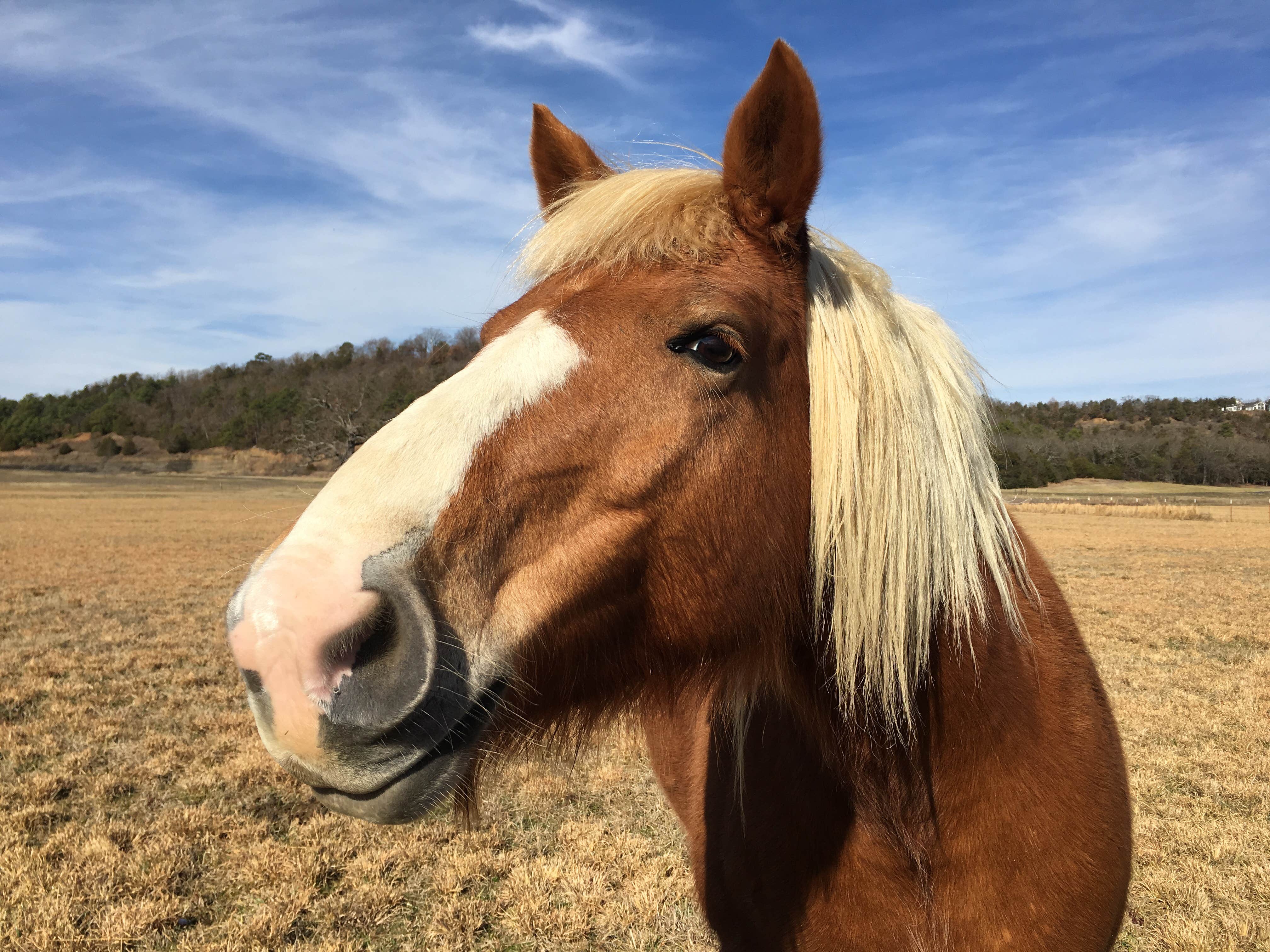 Cynthia H.'s photo of camping with a horse at Long Lake Resort near Talihina, OK