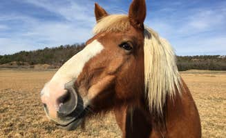 Cynthia H.'s photo of camping with a horse at Long Lake Resort near Huntington, AR