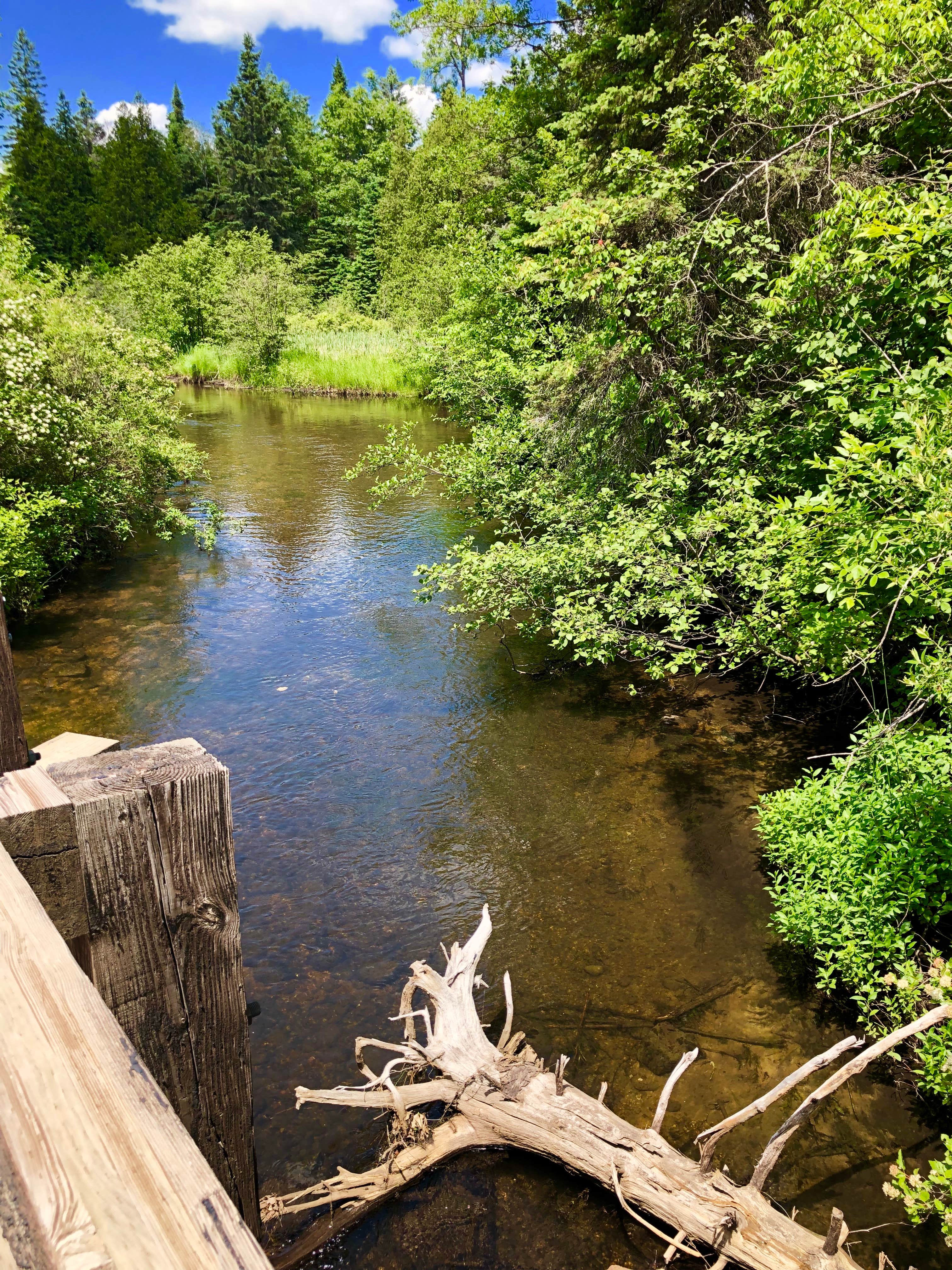 Camper submitted image from Rifle River Campground - 1