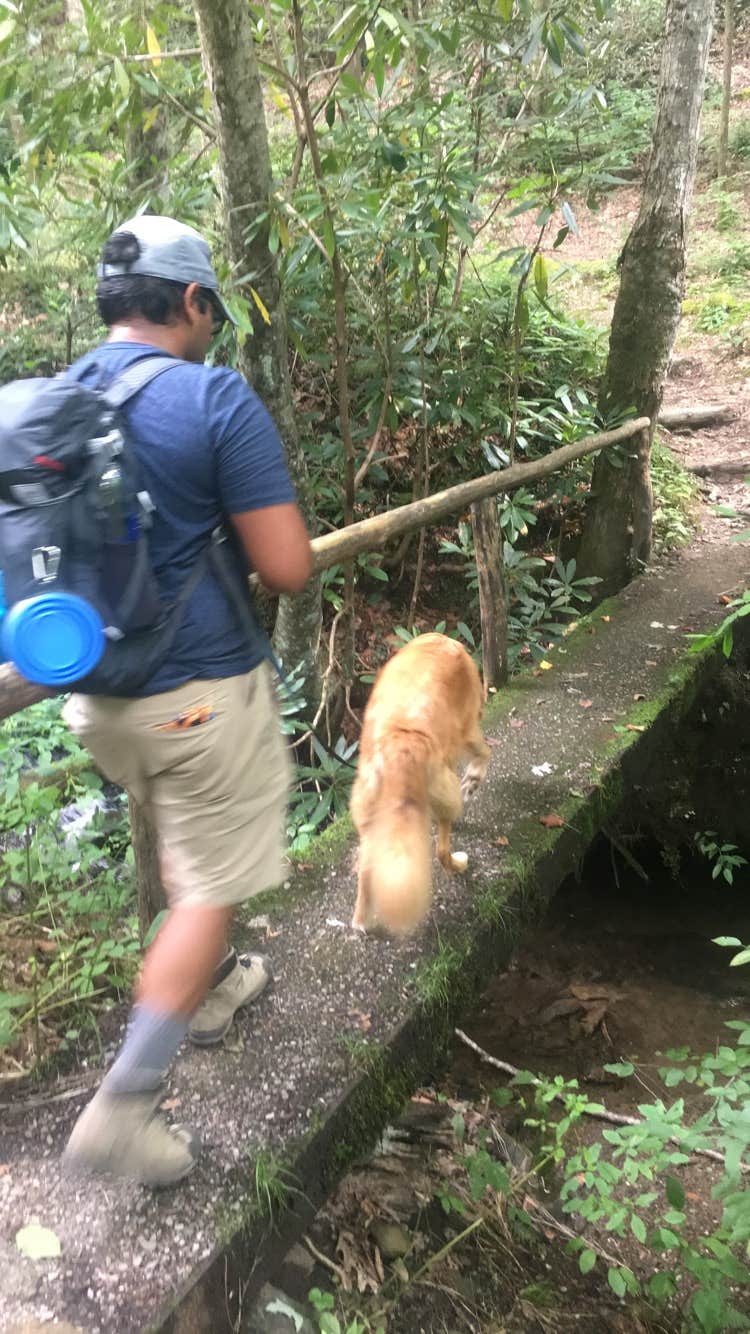 Brendyn B.'s photo of camping with pets at Elkmont Campground — Great Smoky Mountains National Park near Greenback, TN