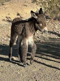 Picacho State Recreation Area Campground