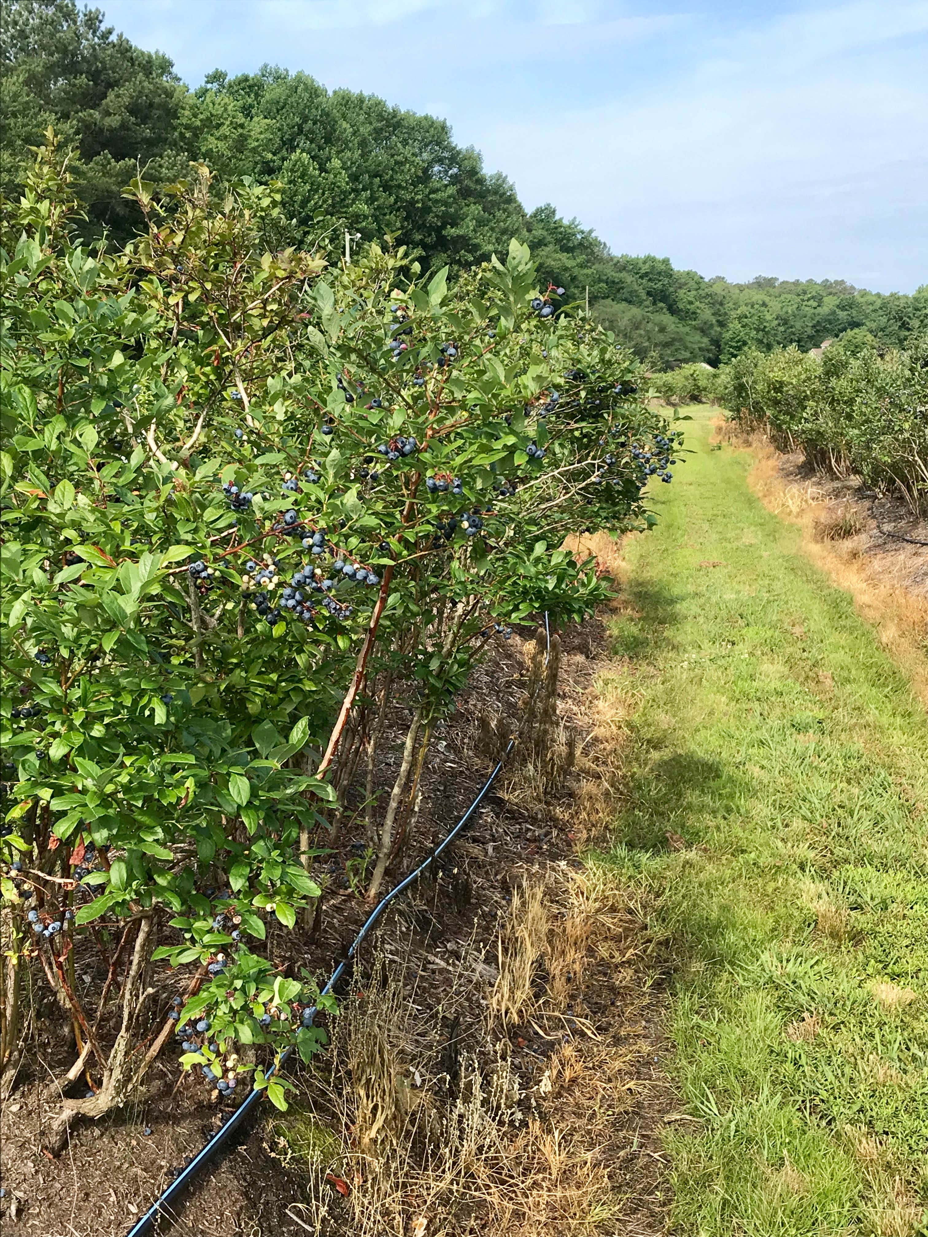 Camper submitted image from Historic Blueberry Farm - 3