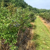 Review photo of Historic Blueberry Farm by Mandy F., July 5, 2019