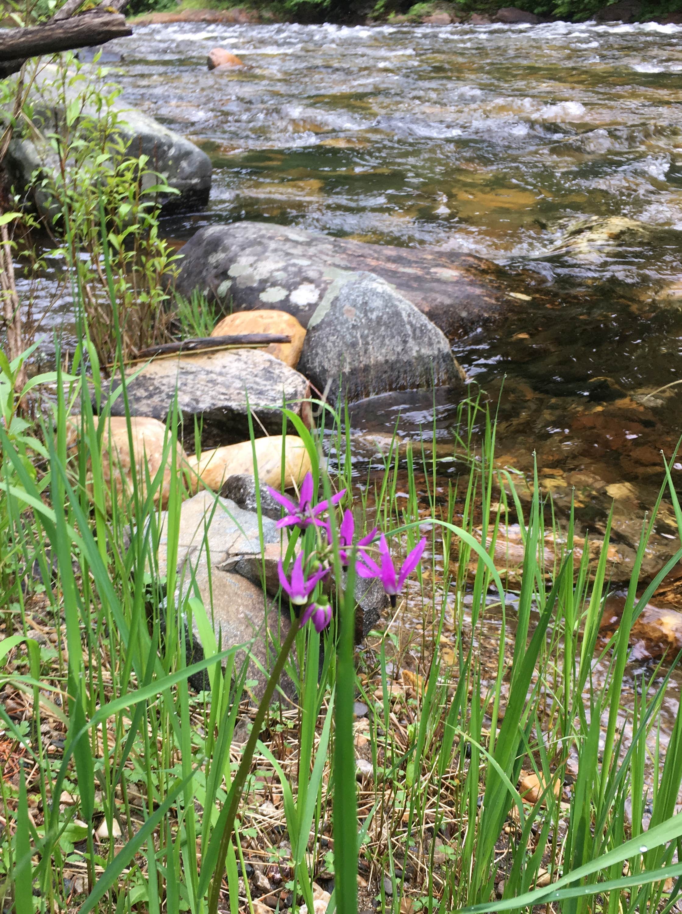 Camper-submitted photo at Donkey Creek Campground near Potlatch, ID