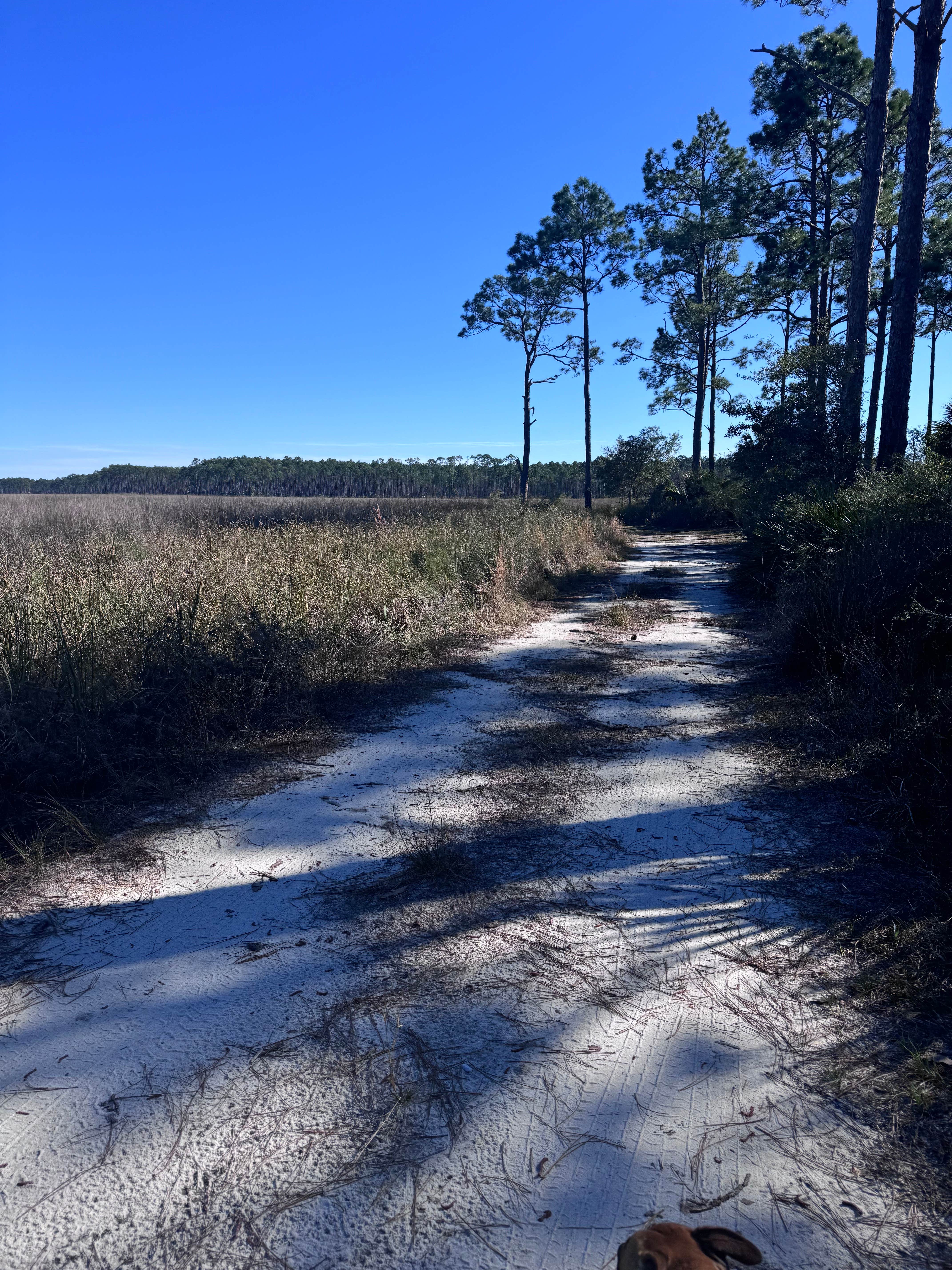 Zach L.'s photo of camping with pets at Tate's Hell State Forest High Bluff Primitive Campsites, FL near Apalachicola National Forest