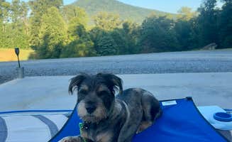 Jennifer H.'s photo of camping with pets at Greystone RV Park near Welcome, NC
