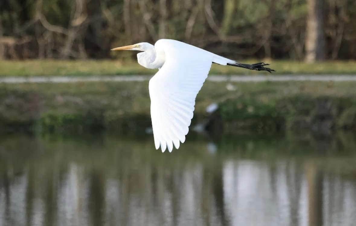 Camping near Peaceful Pines RV Park: Cajun Country RV Park OF PORT ALLEN, Baton Rouge, Louisiana