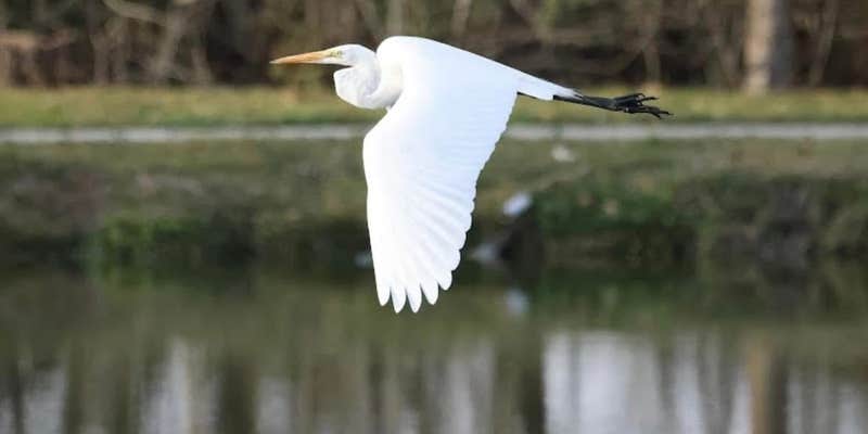 Camper submitted image from Cajun Country RV Park OF PORT ALLEN