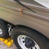 Review photo of Vaquero Camping Area — Goliad State Park by Jeff H., June 29, 2019