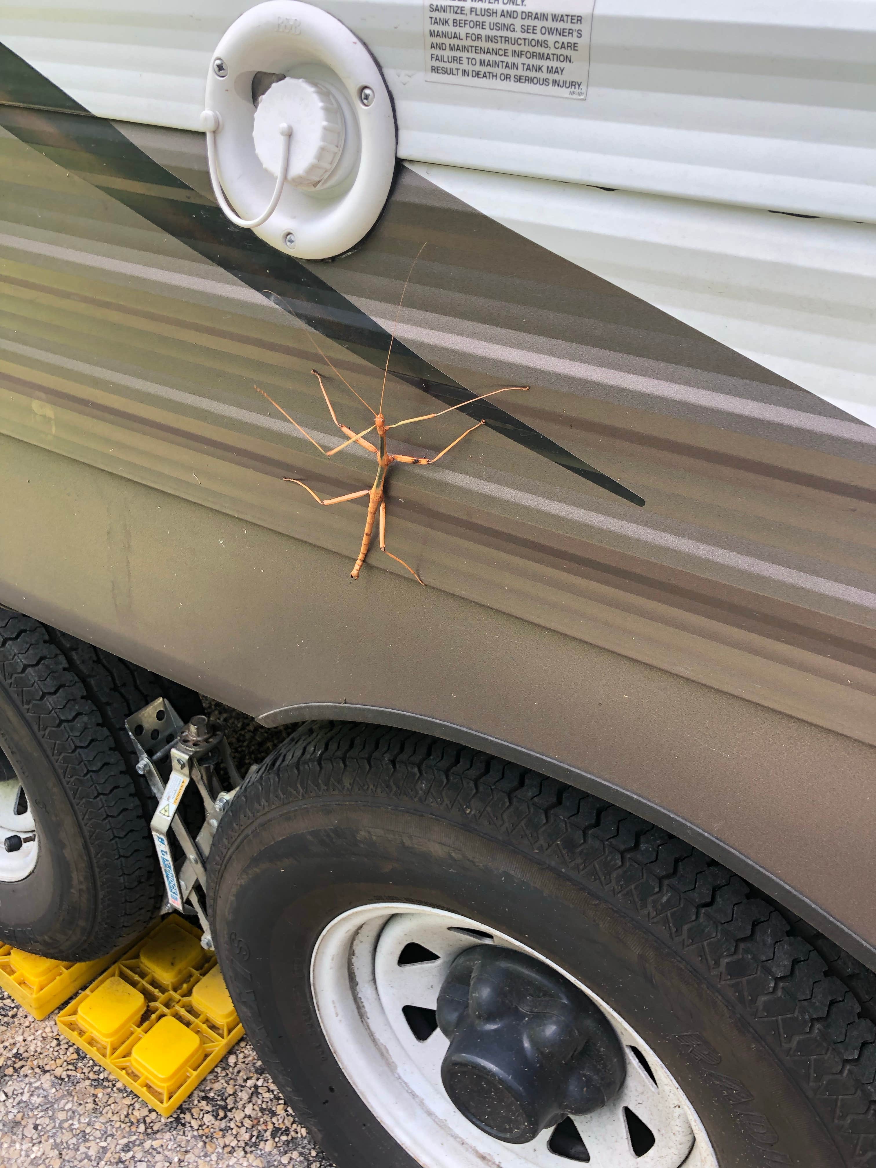 Camper submitted image from Vaquero Camping Area — Goliad State Park - 4