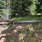 Review photo of Boreas Pass Road Designated Dispersed Camping by Jenny B., March 6, 2025