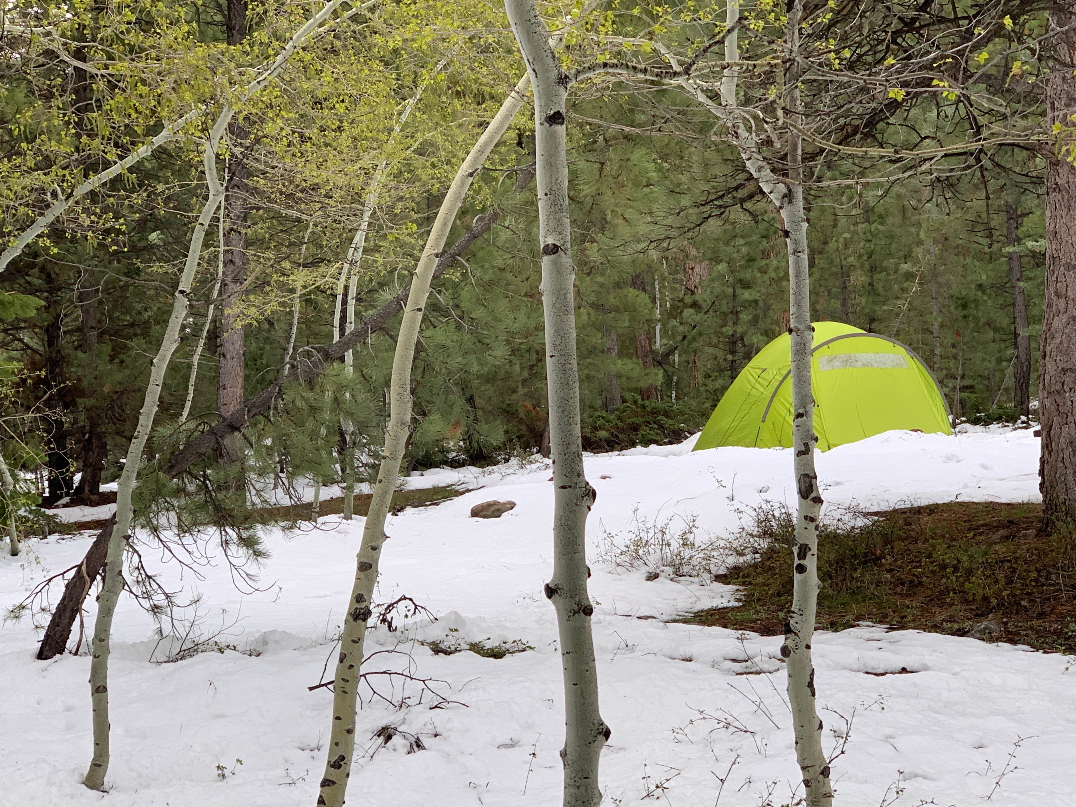 Camper submitted image from Yellow Pine Campground (Ut) — Uinta Wasatch Cache National Forest - 5