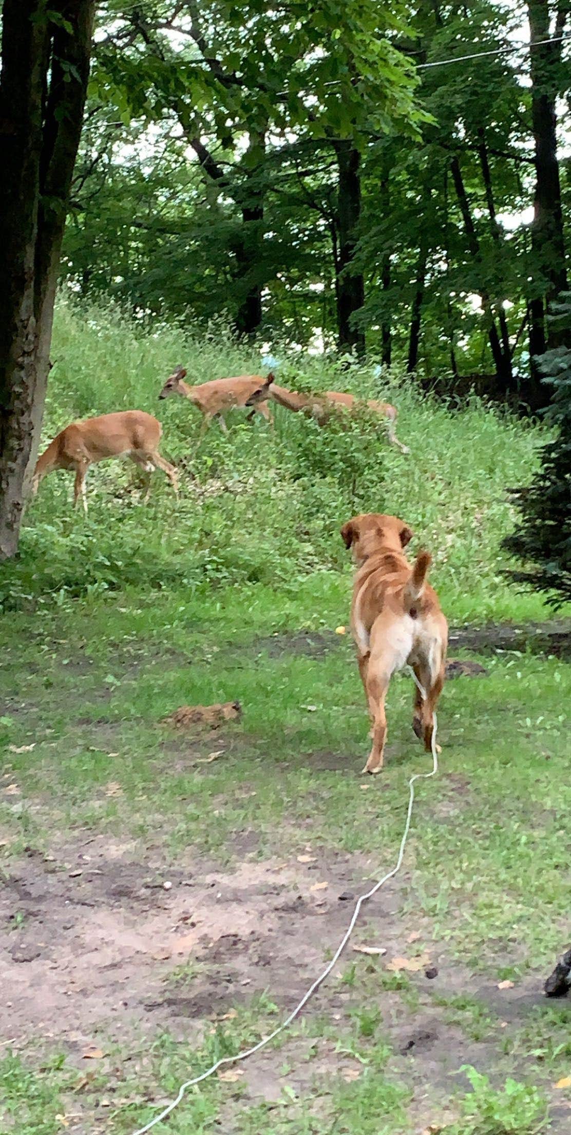 Dana B.'s photo of camping with pets at Buttersville Park Campground near Mears, MI