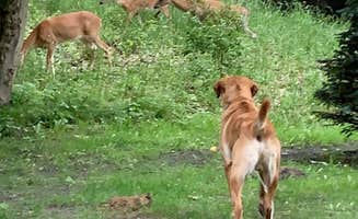Dana B.'s photo of camping with pets at Buttersville Park Campground near Custer, MI