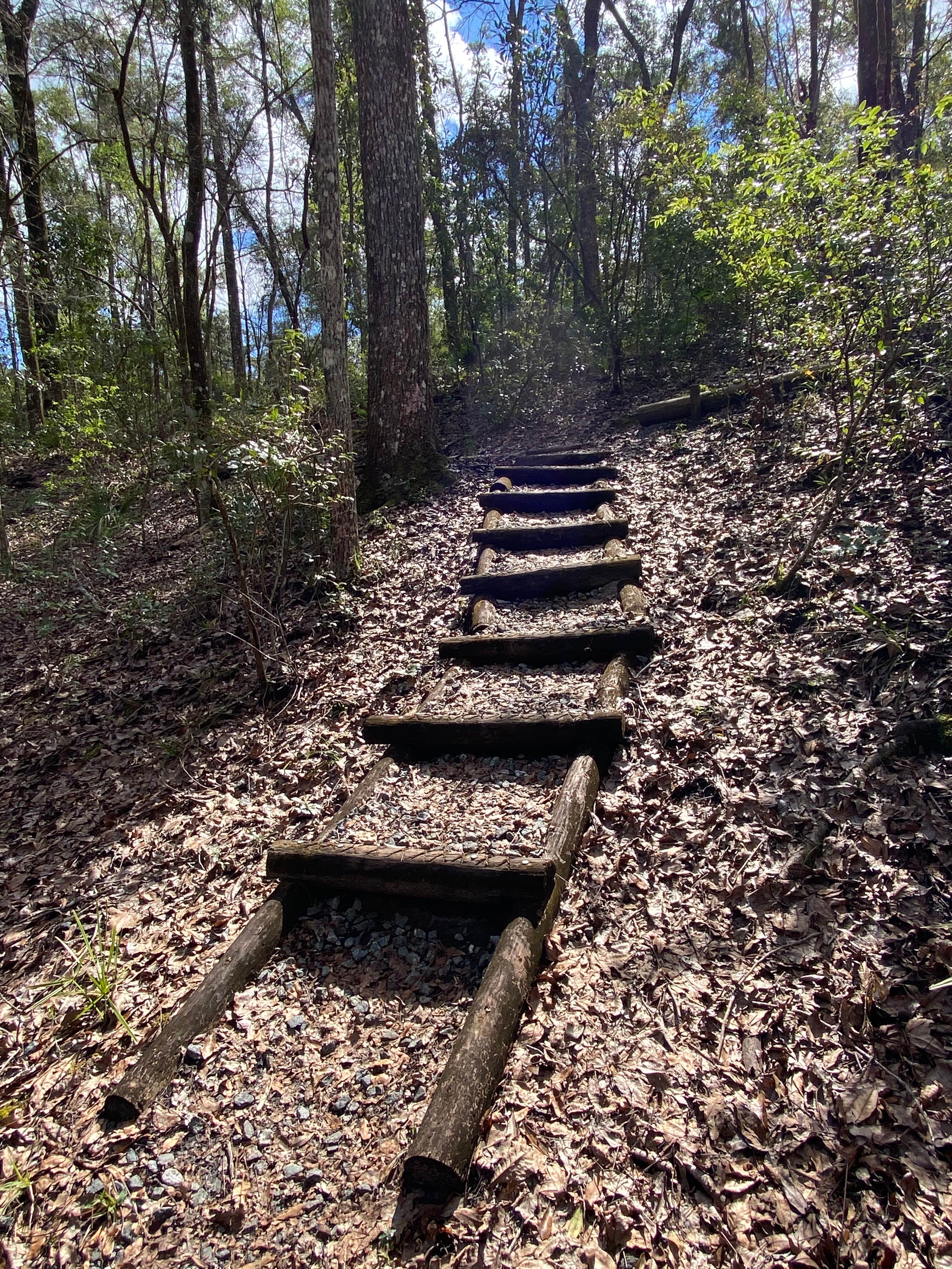 Camper submitted image from Jennings State Forest Mule Landing Campground - 3