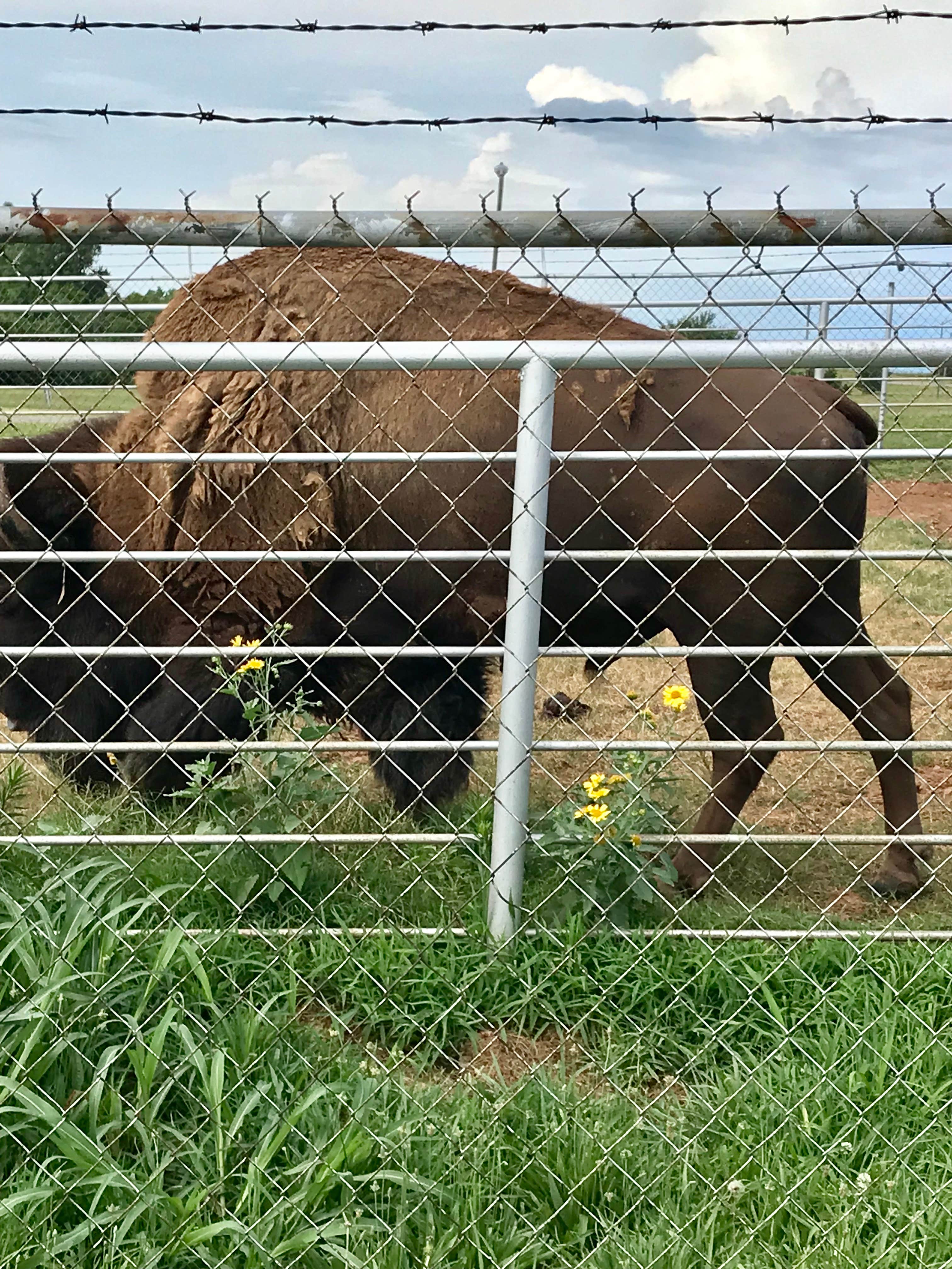 Camper-submitted photo at El Reno West KOA near Warr Acres, OK