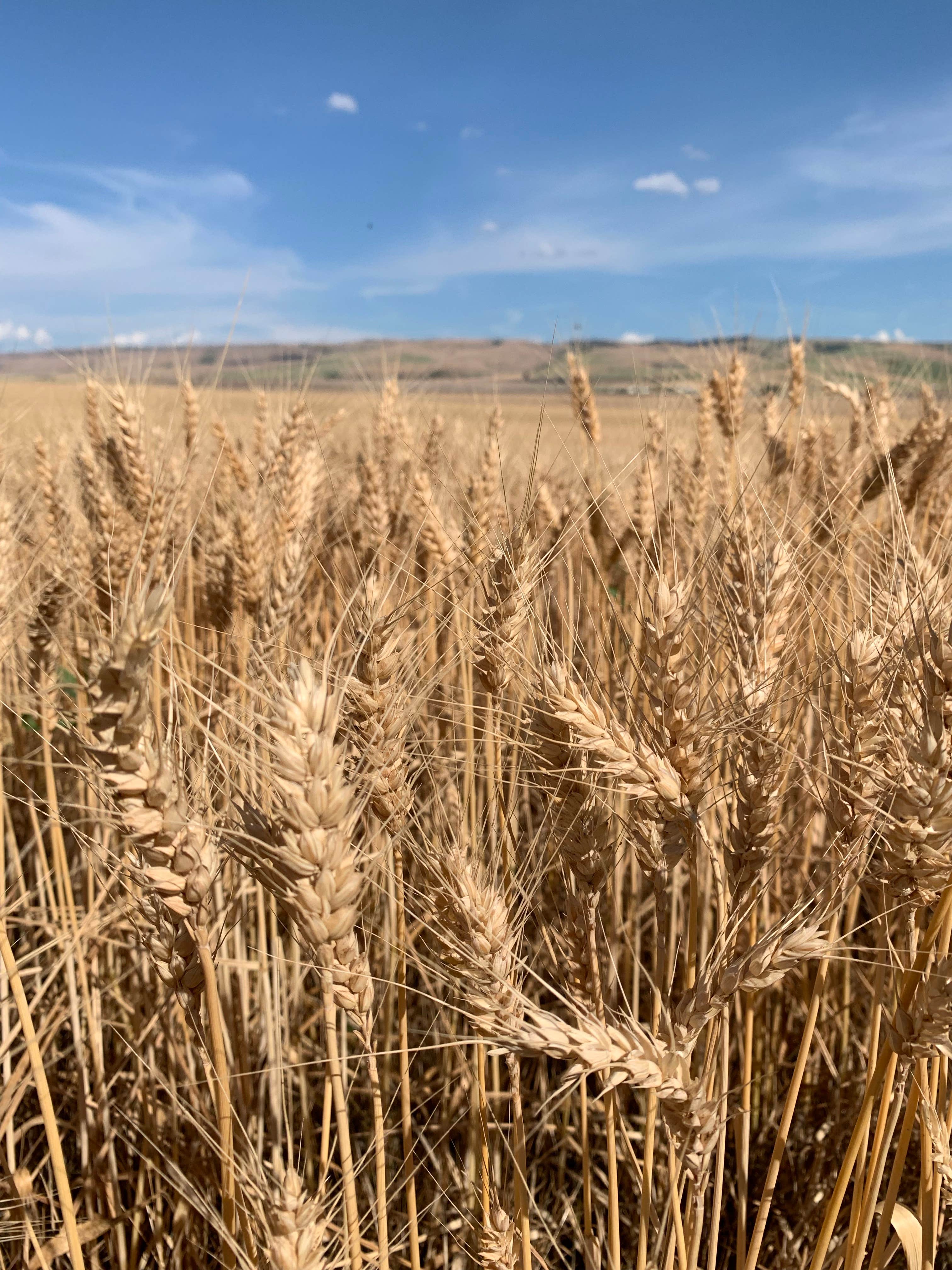 Camper-submitted photo at Wildhorse Casino near Adams, OR