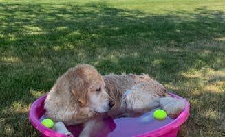 Theresa O.'s photo of camping with pets at Wildhorse Casino near Pasco, WA